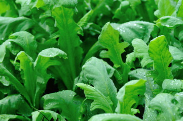Green indian lettuce plants growing at vegetable garden
