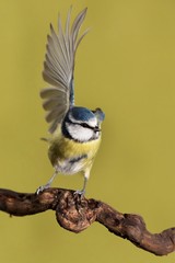 Obraz premium Parus major, Blue tit . Wildlife landscape, titmouse sitting on a branch. Blue tit bird wild animal dancing with a shot wing. Wildlife, Green background