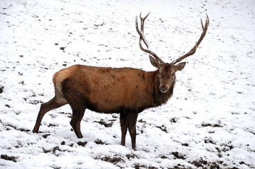 Deer with large horns on the snow