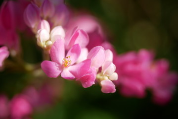 Pink flower close up.
