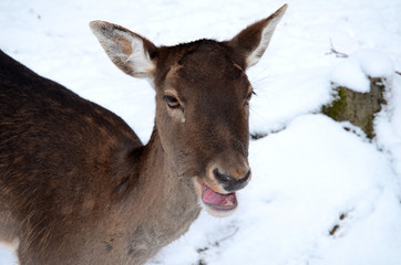 Roe deer with mouth open in the snow
