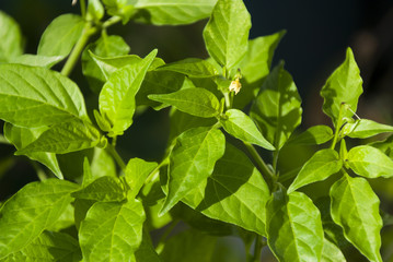 Fototapeta na wymiar New stems and green leaves of chile chiltepe in Guatemala Capsicum annuum var. glabriusculum