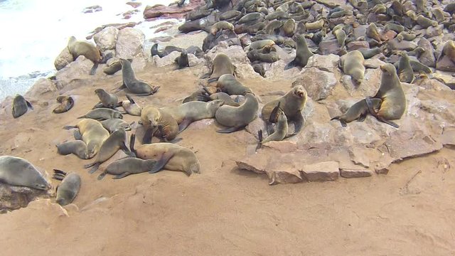 Colony of Cape Fur Seals (Arctocephalus Pusillus) on Atlantic Ocean Beach, Skeleton Coast, Namibia
