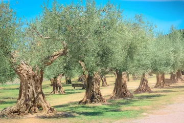Crédence de cuisine en verre imprimé Olivier Oliveraies antiques, champ d& 39 olives méditerranéennes prêt pour la récolte