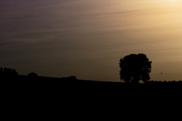 Silhouette of rural landscape with tree against an orange, blue sky