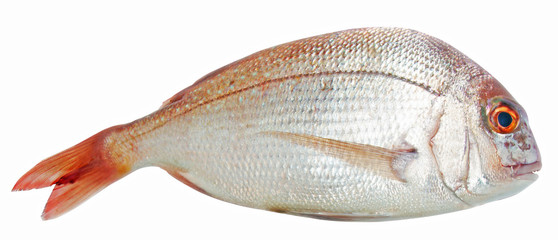 Fish isolated on the white