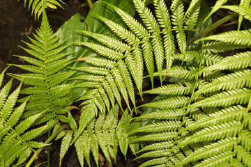 close up of philodendron leaf with rain drops. Guatemala