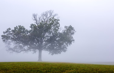 A minimalist photo of beautiful old tree surrounded by fog