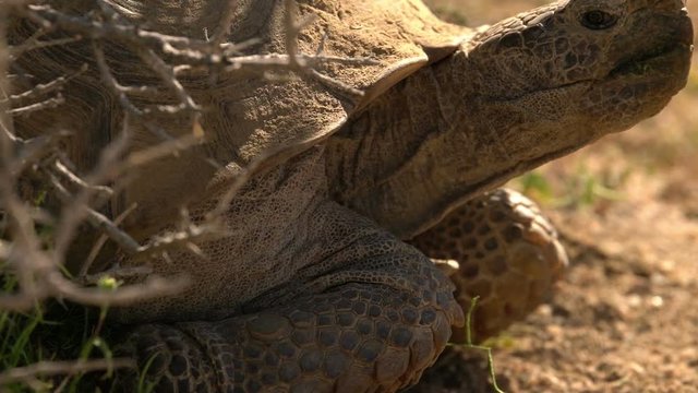 Wild Desert Tortoise Closeup Gopherus Agassizii Mojave California