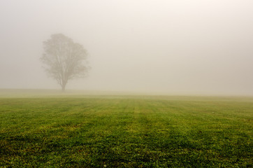 A minimalist photo of a tree surrounded by fog 