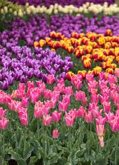 colorful tulips flowers blooming in a garden