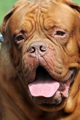  closeup portrait of Bordeaux dog outdoors