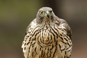 Young male of Northern goshawk, Accipiter gentilis