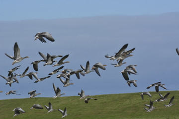Barnacle Goose and Bean goose