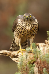Young male of Northern goshawk, Accipiter gentilis