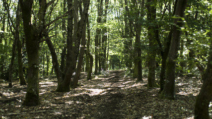 Naklejka premium Sendero entre castaños