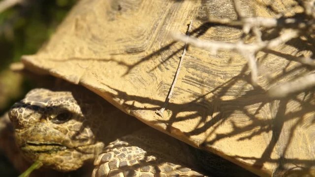 Wild Desert Tortoise Closeup Gopherus Agassizii Mojave California