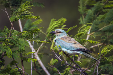 European Roller in Kruger National park, South Africa