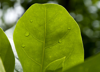 Heartleaf philodendron climbing (Philodendron scandens)