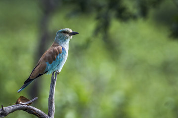 European Roller in Kruger National park, South Africa