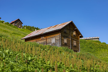Obraz premium Pokut Plateau Rize Camlihemsin Turkey