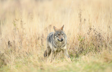 Wolf im hohen Gras - Canis Lupus