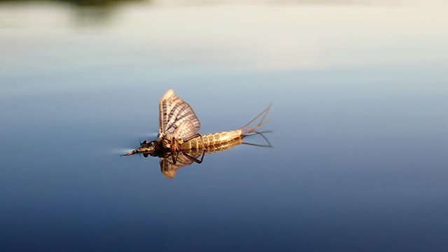 Mayfly laying on water surface