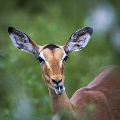 Common Impala in Kruger National park, South Africa