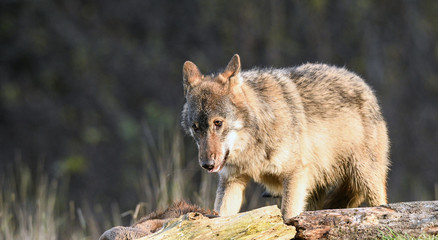 Wolf beim Fressen - canis lupus