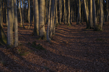 Naklejka premium Forest in spring, warm evening sun
