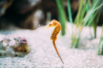 Long-snouted Seahorse Hippocampus Guttulatus Swimming In Aquarium