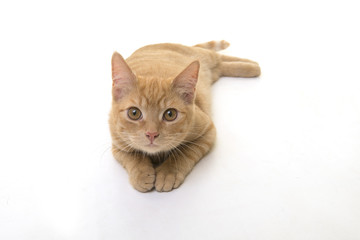 Red ginger cat lying on the floor seen from a high angle view looking up on a white background