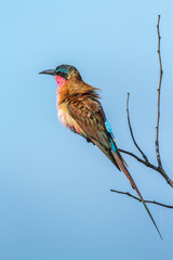 Southern Carmine Bee-eater in Kruger National park, South Africa