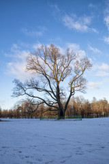 Old Oak in Gatchina Park