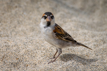 Male iago sparrow