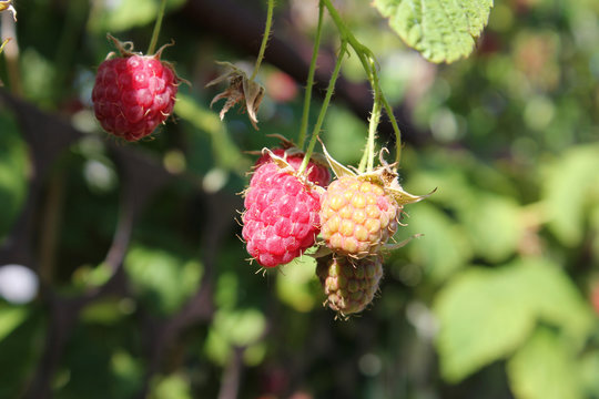 Berry raspberries in the garden. A new harvest of berries. Raspberry unfertile.