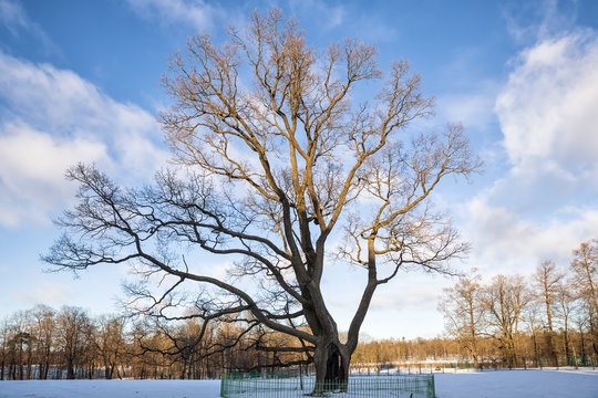 Old Oak in Gatchina Park