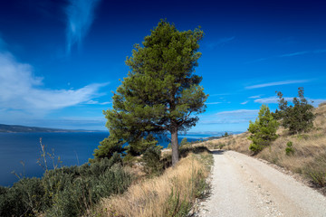 Fototapeta na wymiar Pine tree with road and a blue sky in the Biokovo mountain range near the dalmatian town Omis in Croatia.