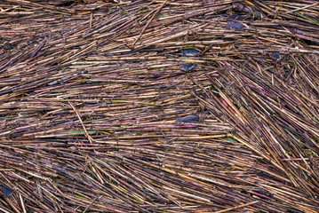 Lots of dead reed due to over-fertilization