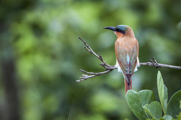 Southern Carmine Bee-eater in Kruger National park, South Africa