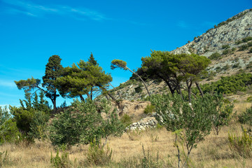 Pine trees with a clear blue sky in the Biokovo mountain range near the dalmatian town Omis in Croatia.