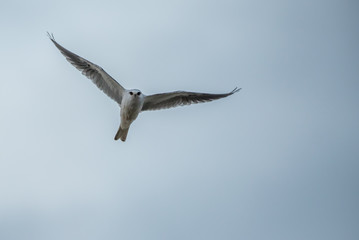  white tailed kite