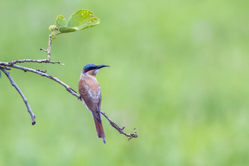 Southern Carmine Bee-eater in Kruger National park, South Africa