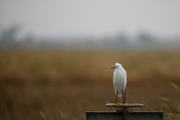 cattle egret bird
