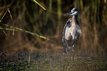great blue heron