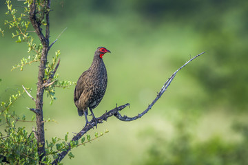 Swainson's Spurfowl in Kruger National park, South Africa