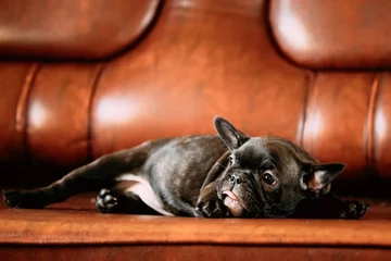 Schilderijen op glas Young Black French Bulldog Dog Puppy Sit On Red Sofa Indoor. Funny © Grigory Bruev