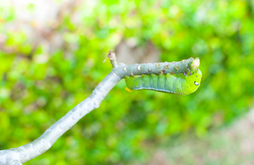 Caterpillar worm eating leaves nature in the garden