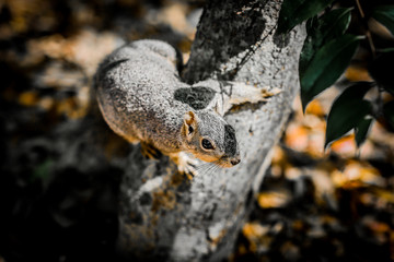 Wild squirrel among the tree
