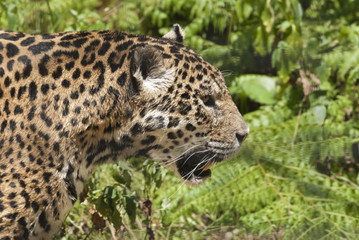 Fototapeta na wymiar Close-up view of a Jaguar, Panthera onca in Hong Kong